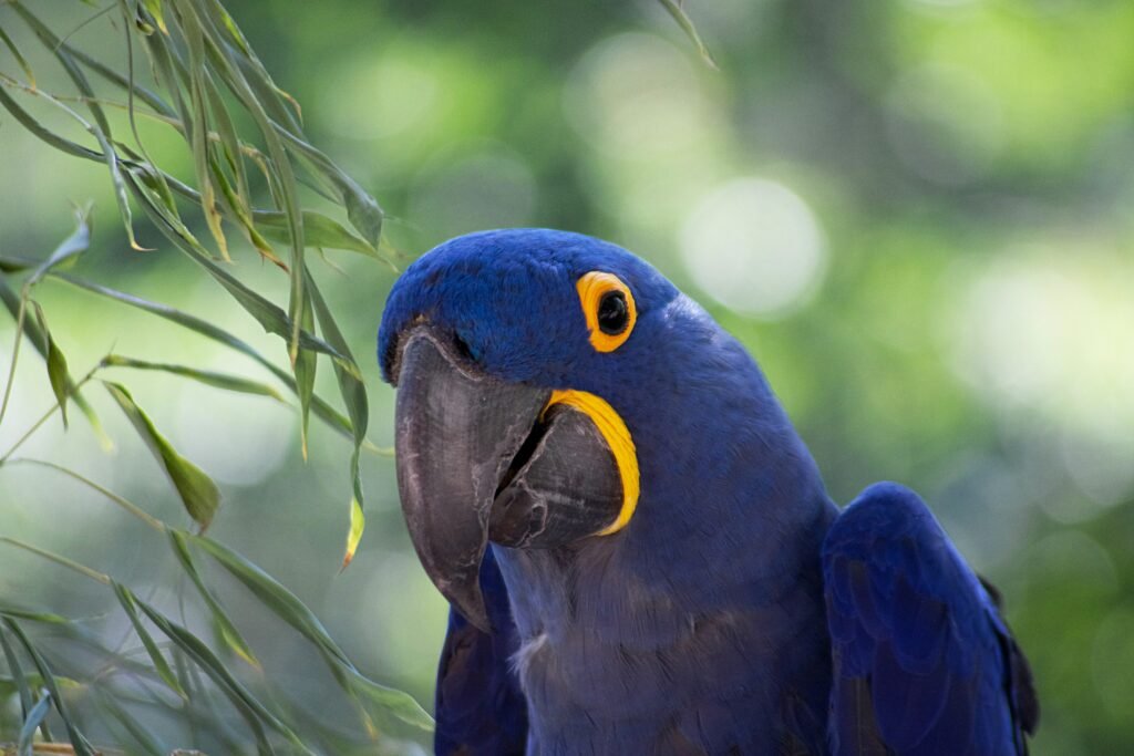 hyacinth_macaw.jpg
burung_hyacinth_macaw.jpg
makanan_burung_hyacinth_macaw.jpg