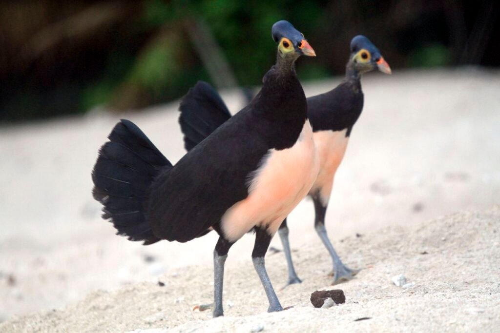 burung maleo
burung maleo berasal dari
asal burung maleo
maleo
gambar burung maleo
burung maleo sulawesi
