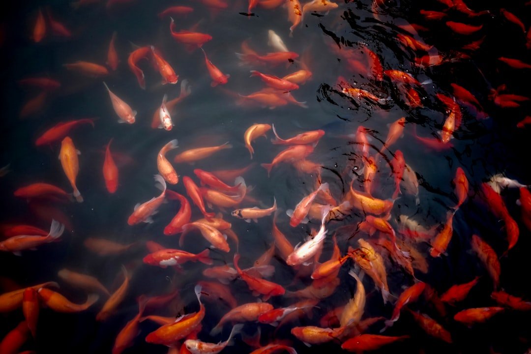 ikan koi
jenis ikan koi
ciri ciri ikan koi
nama ikan koi
karakteristik ikan koi
ikan koi berasal dari