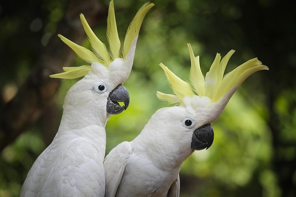 burung kakak tua makanan burung kakak tua jenis kakatua burung kakak tua berasal dari daerah habitat burung kakak tua gambar makanan burung kakak tua