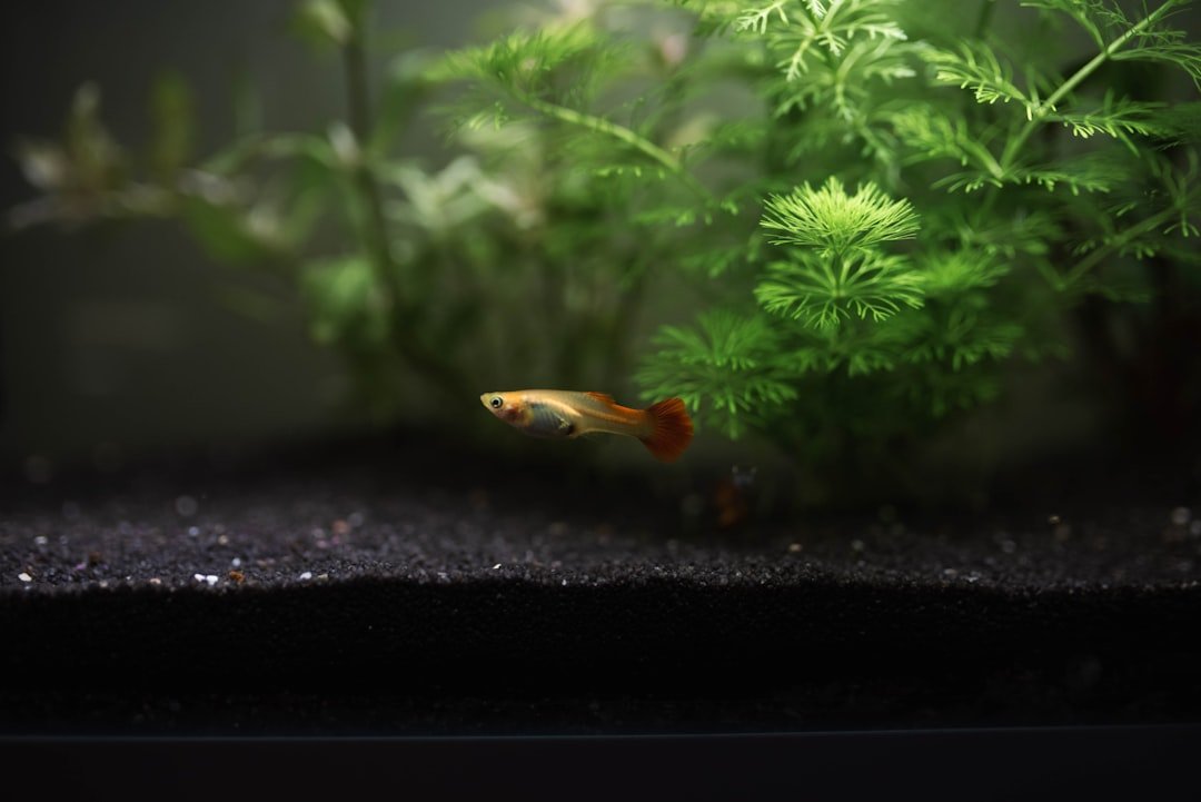 ikan guppy
ikan hias guppy
jenis jenis ikan guppy
ikan gapi
jenis ikan guppy
ikan guppy berasal dari daerah