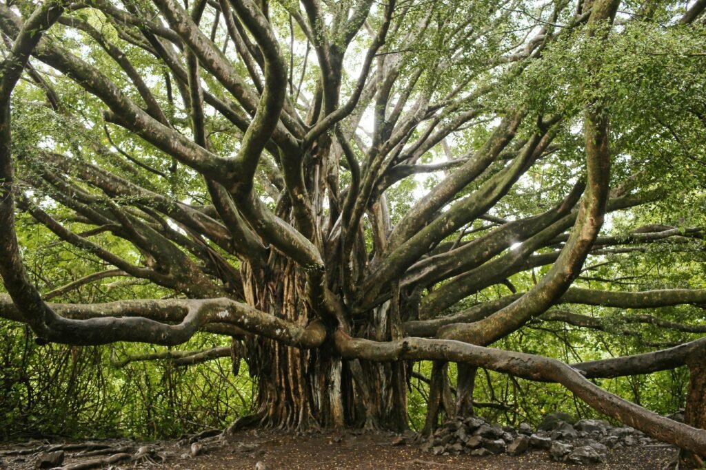 pohon beringin
akar gantung pada tumbuhan beringin berfungsi untuk
nama latin pohon beringin
akar pohon beringin
bunga beringin
deskripsi pohon beringin