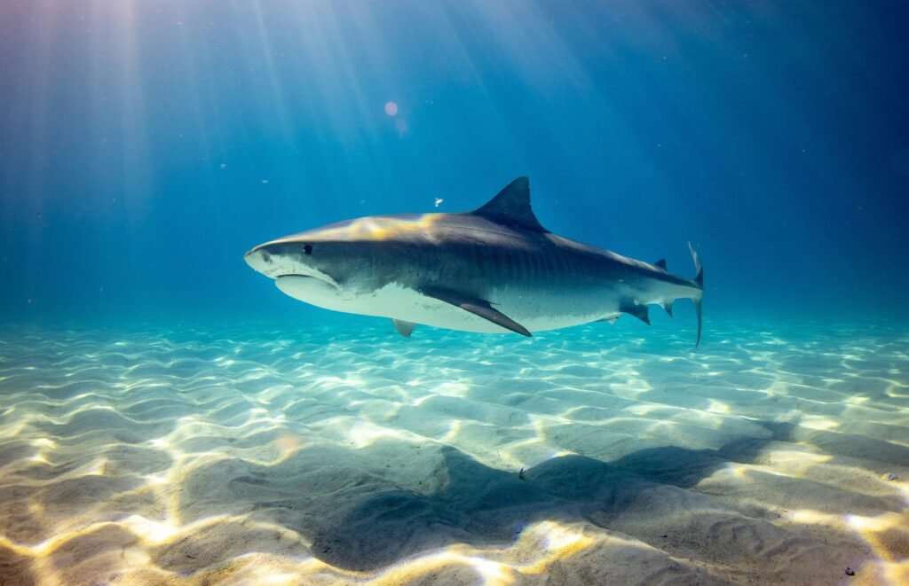 ikan hiu
ikan hiu besar
hiu bernapas dengan
hiu laut
ikan h
megalodon besar