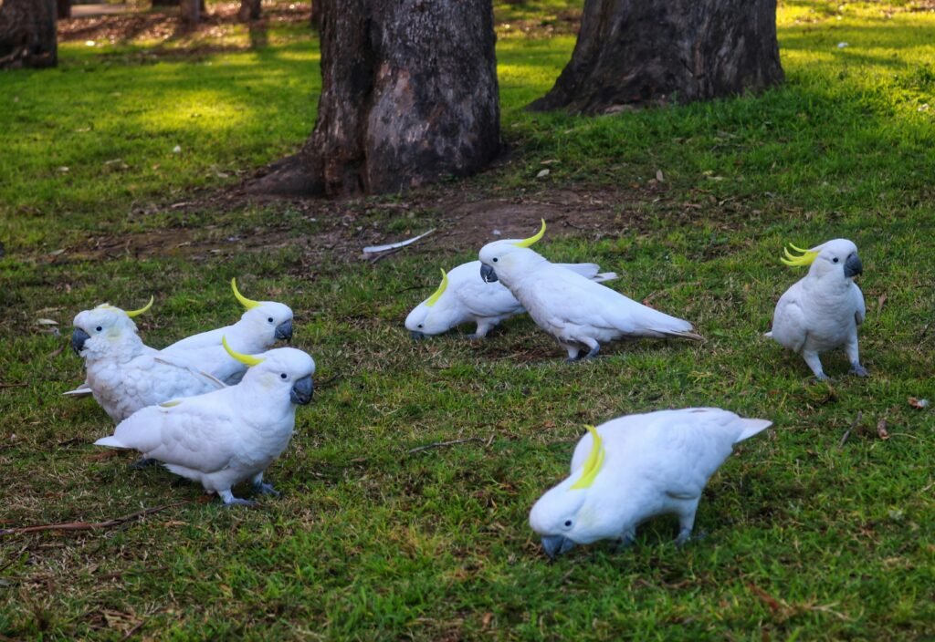 burung kakak tua makanan burung kakak tua jenis kakatua burung kakak tua berasal dari daerah habitat burung kakak tua gambar makanan burung kakak tua