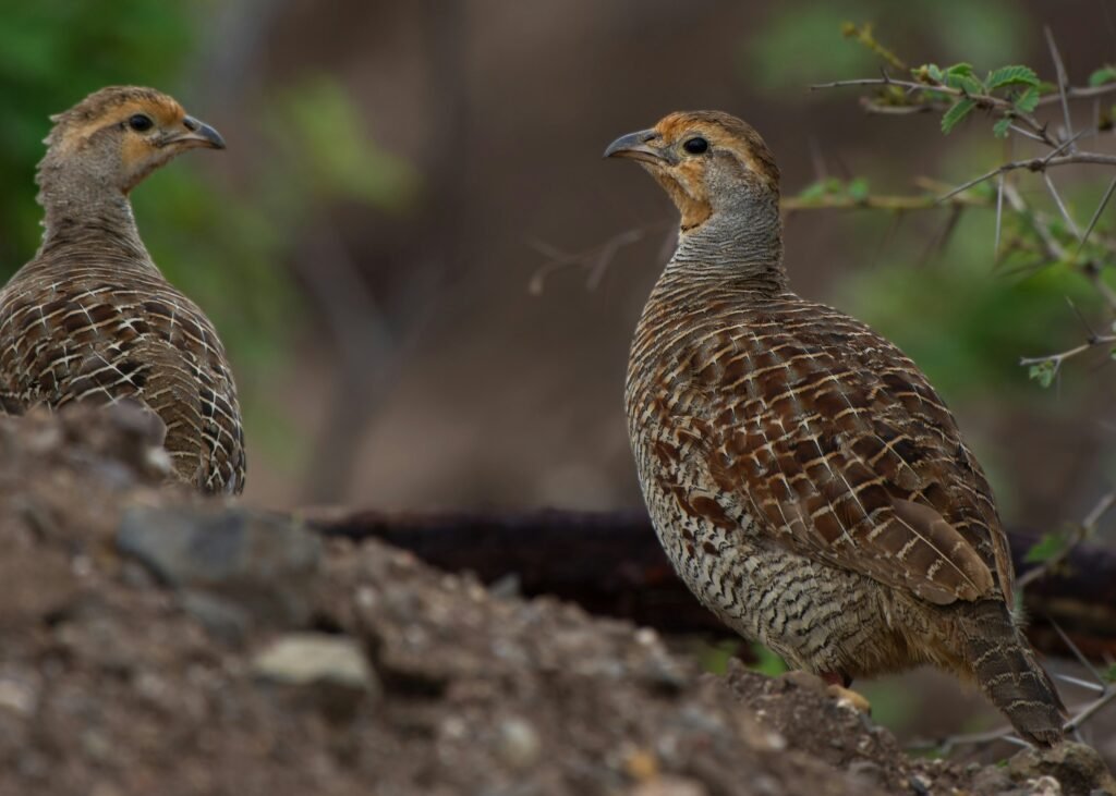 burung puyuh
puyuh, jenis burung puyuh
gambar burung puyuh
harga burung puyuh petelur